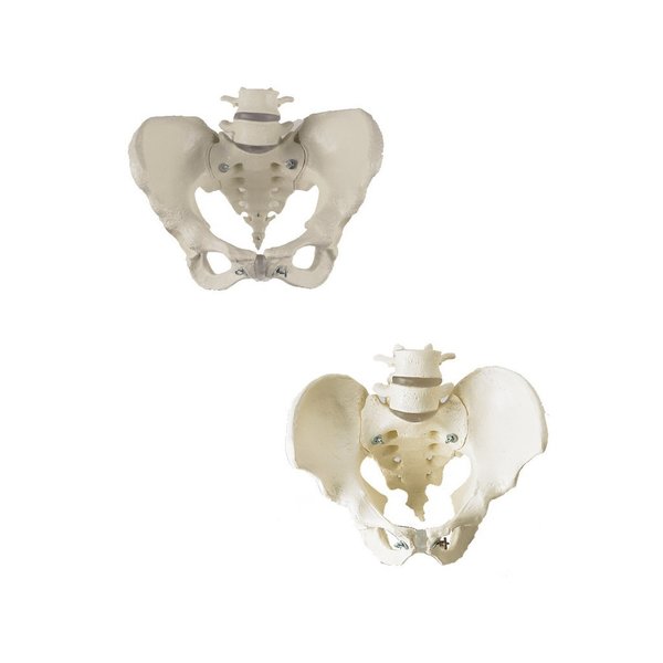 Denoyer-Geppert Anatomical Model, Male & Female Pelvis Set SV610